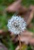 Dent de lion Taraxacum campylodes G.E.Haglund, 1948