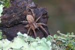 Arachnides Arachnida Cuvier, 1812