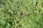Bident à folioles subalternes Bidens subalternans DC., 1836