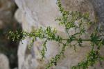 Armoise annuelle Artemisia annua L., 1753