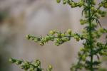 Armoise annuelle Artemisia annua L., 1753
