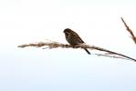 Bruant des roseaux Emberiza schoeniclus (Linnaeus, 1758)
