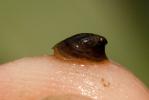 Patelline des fleuves Ancylus fluviatilis O.F. Müller, 1774