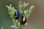  Chrysolina hyperici (Forster, 1771)