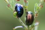  Chrysolina hyperici (Forster, 1771)