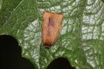  Cacoecimorpha pronubana (Hübner, 1799)