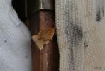  Paramesia gnomana (Clerck, 1759)