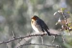 Rougegorge familier Erithacus rubecula (Linnaeus, 1758)
