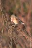Linotte mélodieuse Carduelis cannabina (Linnaeus, 1758)