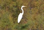 Grande Aigrette Ardea alba Linnaeus, 1758