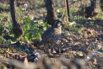 Perdrix rouge Alectoris rufa (Linnaeus, 1758)