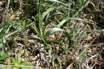 Ail rose Allium roseum L., 1753