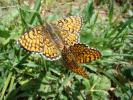 Mélitée du Plantain (La), Déesse à ceinturons (La) Melitaea cinxia (Linnaeus, 1758)