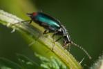  Clanoptilus geniculatus (Germar, 1824)