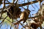 Mésange huppée Lophophanes cristatus (Linnaeus, 1758)