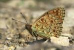 Chiffre (Le) Fabriciana niobe (Linnaeus, 1758)