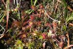 Rossolis à feuilles rondes Drosera rotundifolia L., 1753