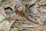 Sympétrum fascié (Le) Sympetrum striolatum (Charpentier, 1840)