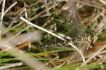 Cordulégastre annelé (Le) Cordulegaster boltonii (Donovan, 1807)