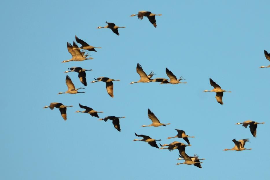 Grue cendrée Grus grus (Linnaeus, 1758)