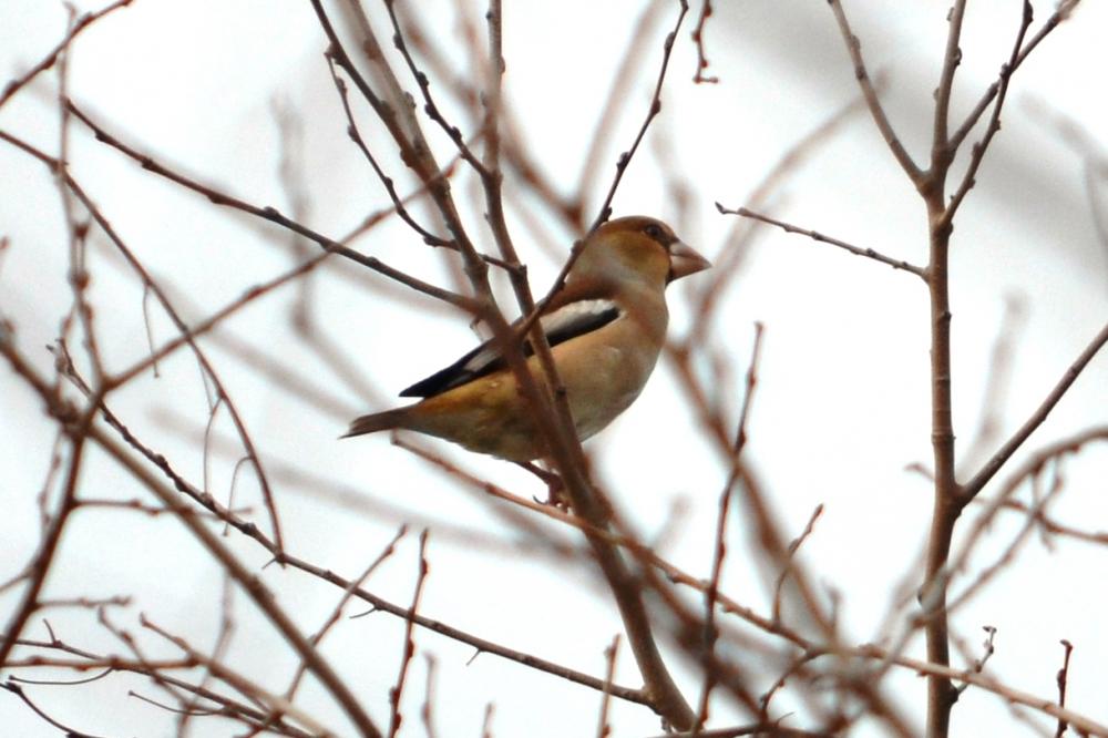 Grosbec casse-noyaux Coccothraustes coccothraustes (Linnaeus, 1758)