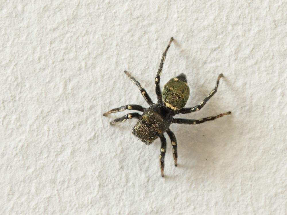 Heliophanus C. L. Koch, 1833