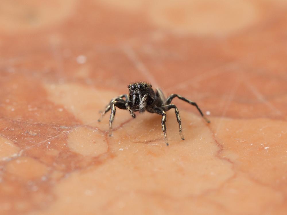 Heliophanus C. L. Koch, 1833