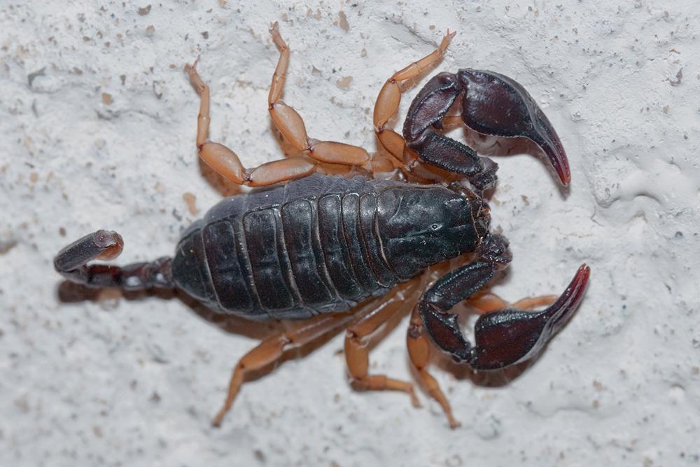 Euscorpius flavicaudis (De Geer, 1778)