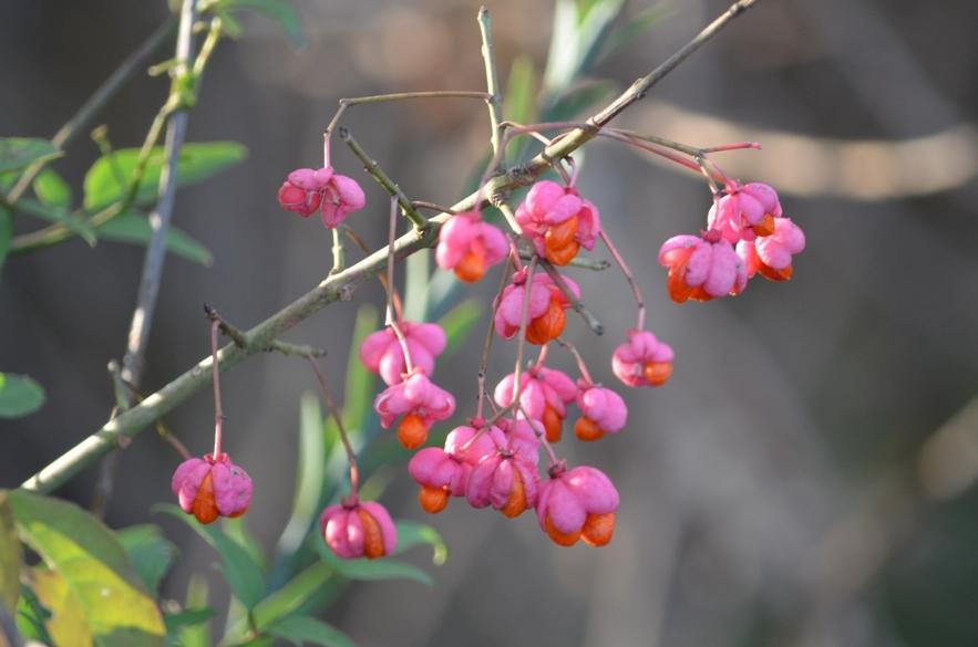 Bonnet-d'évêque Euonymus europaeus L., 1753