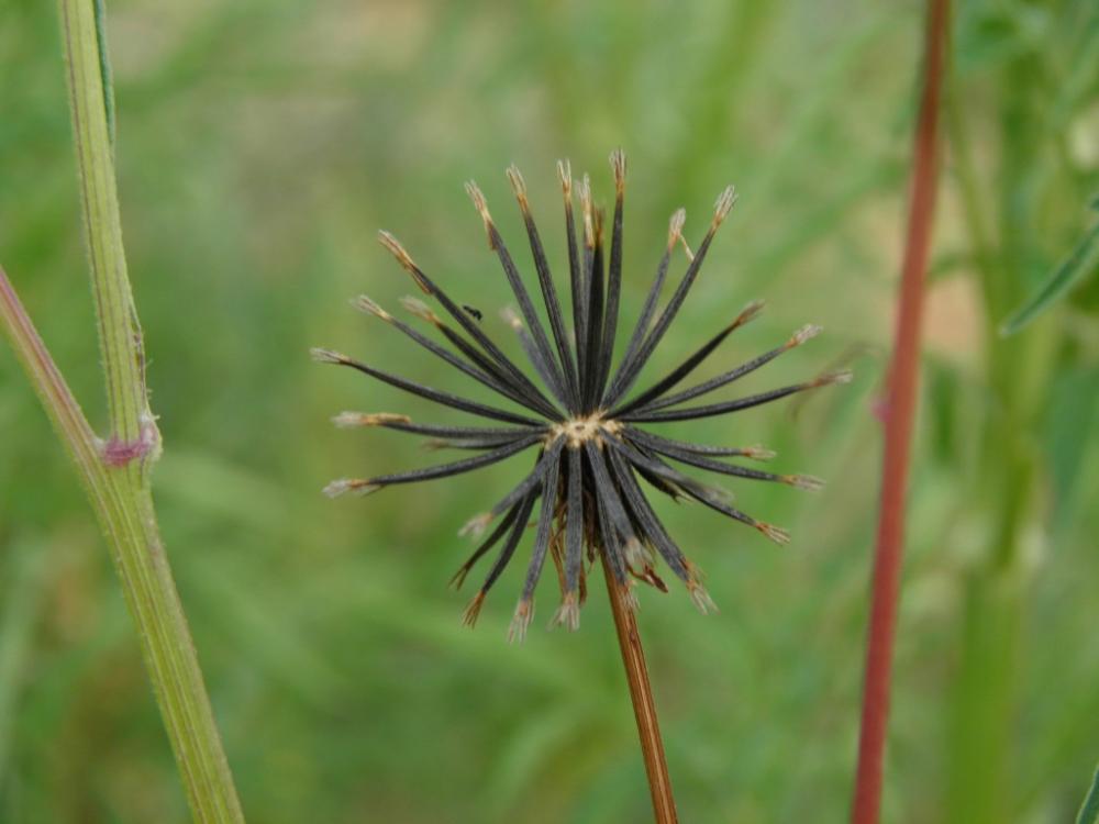 Bident à folioles subalternes Bidens subalternans DC., 1836