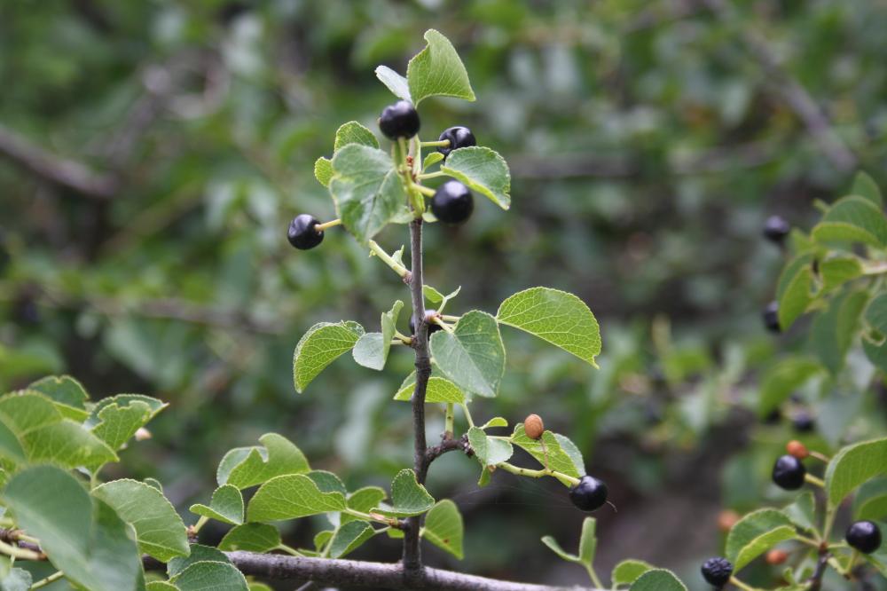 Bois de Sainte-Lucie, Prunier de Sainte-Lucie, Ama Prunus mahaleb L., 1753