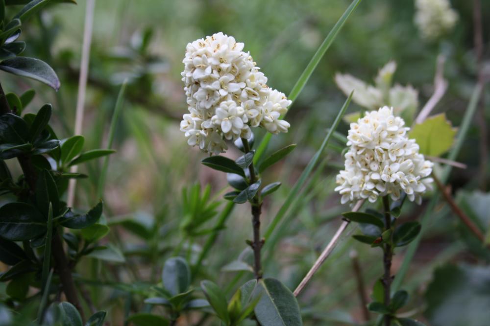 Troëne, Raisin de chien Ligustrum vulgare L., 1753