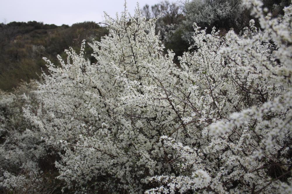 Épine noire, Prunellier, Pelossier Prunus spinosa L., 1753