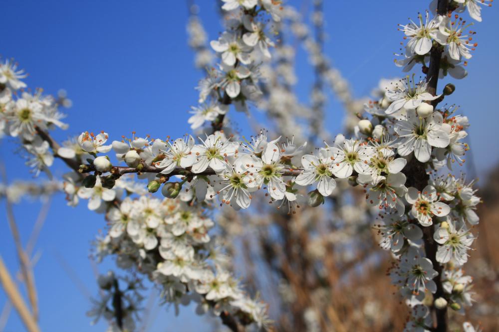 Épine noire, Prunellier, Pelossier Prunus spinosa L., 1753