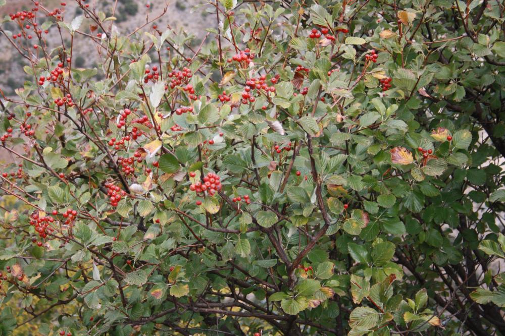 Alouchier, Alisier blanc Sorbus aria (L.) Crantz, 1763