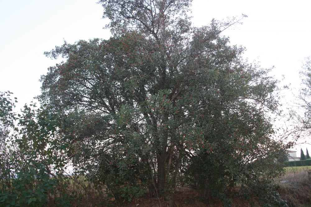 Épine d'Espagne Crataegus azarolus L., 1753