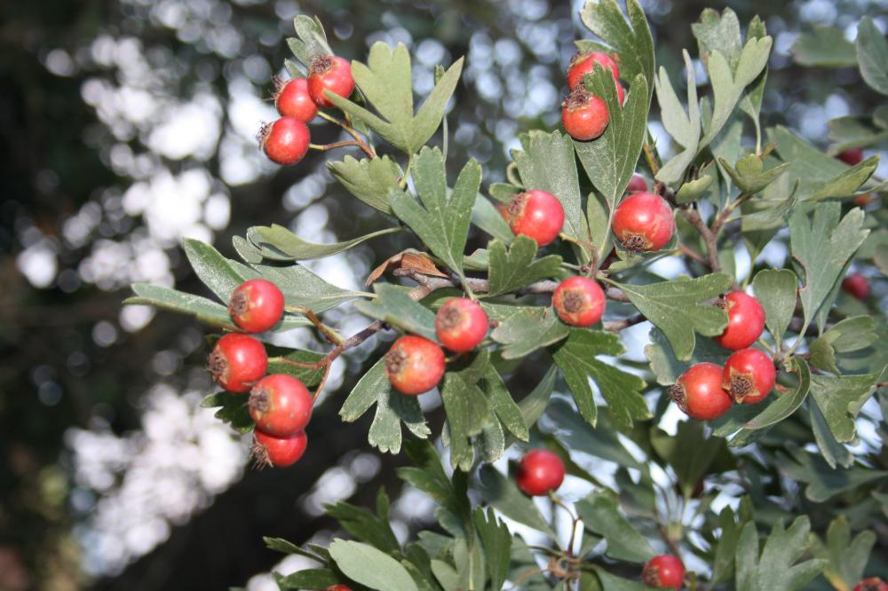 Épine d'Espagne Crataegus azarolus L., 1753