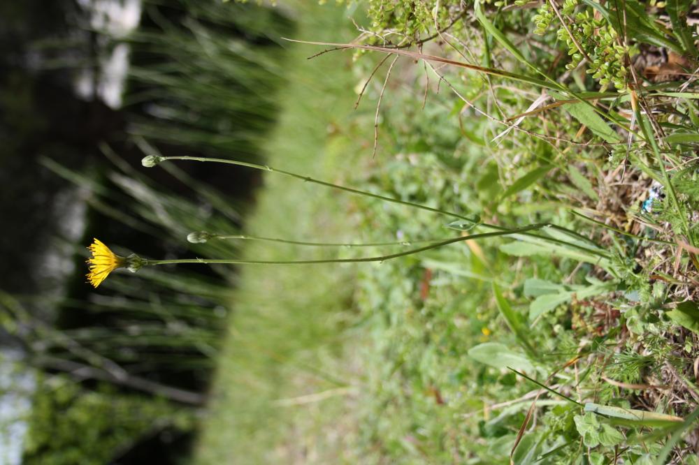 Reichardie Reichardia picroides (L.) Roth, 1787