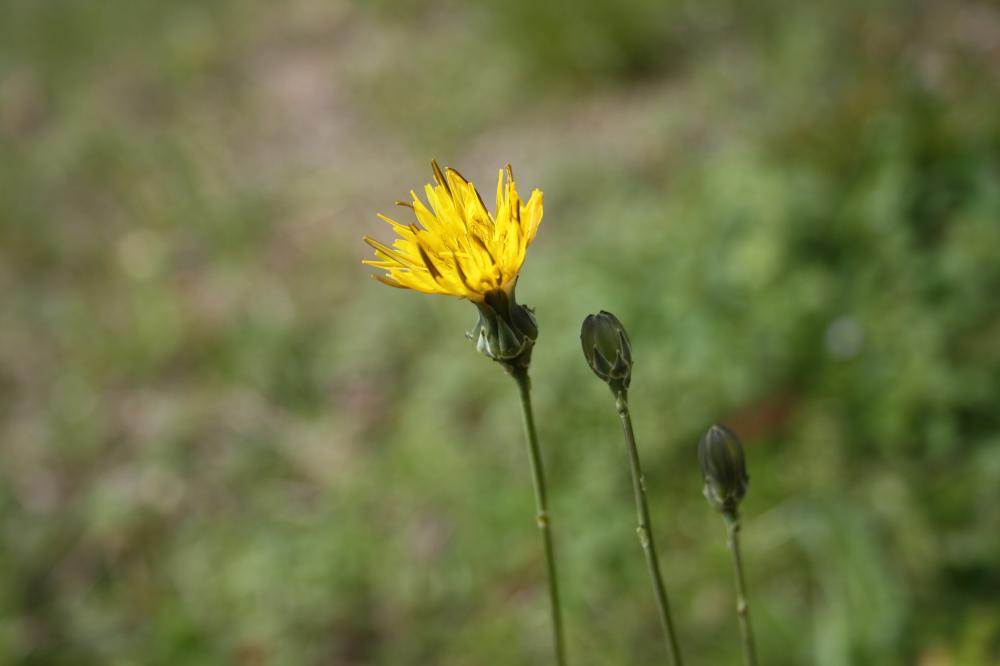 Reichardie Reichardia picroides (L.) Roth, 1787
