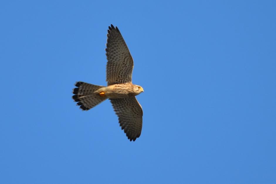 Faucon crécerelle Falco tinnunculus Linnaeus, 1758