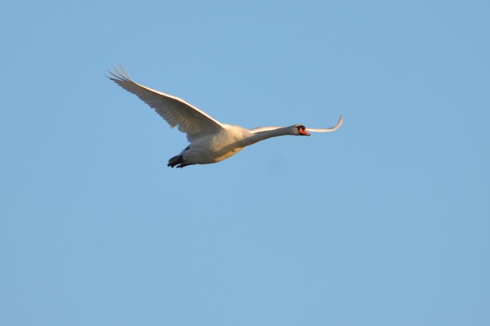 Cygne tuberculé Cygnus olor (Gmelin, 1803)