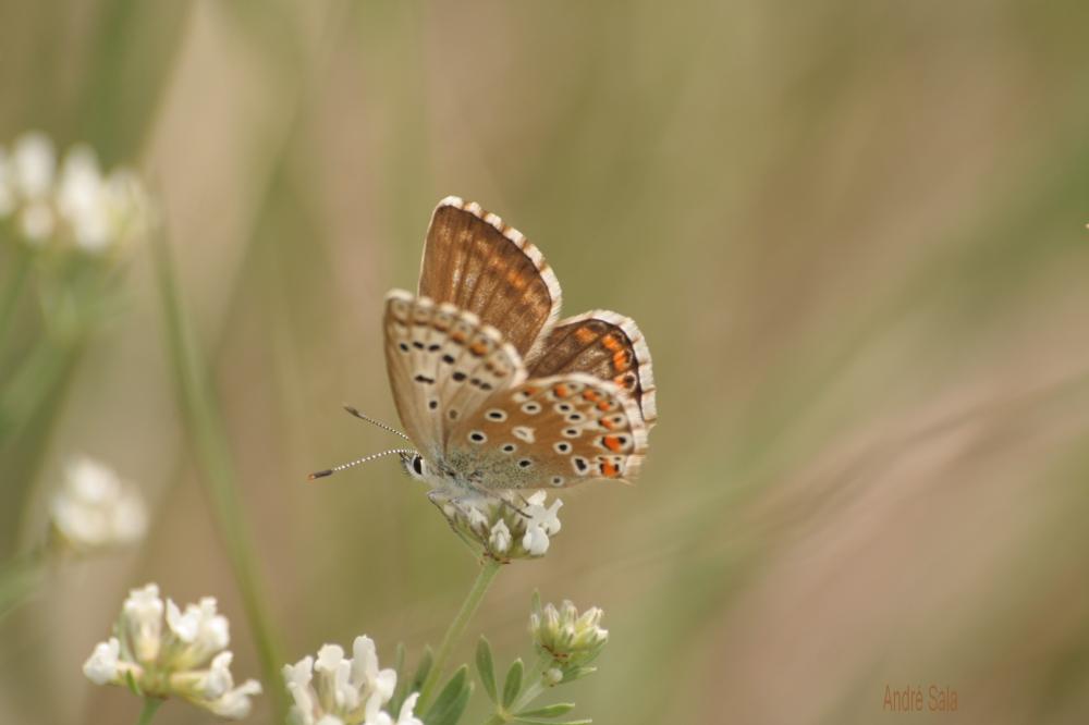 Bleu-nacré d'Espagne (Le) Lysandra hispana (Herrich-Schäffer, 1852)
