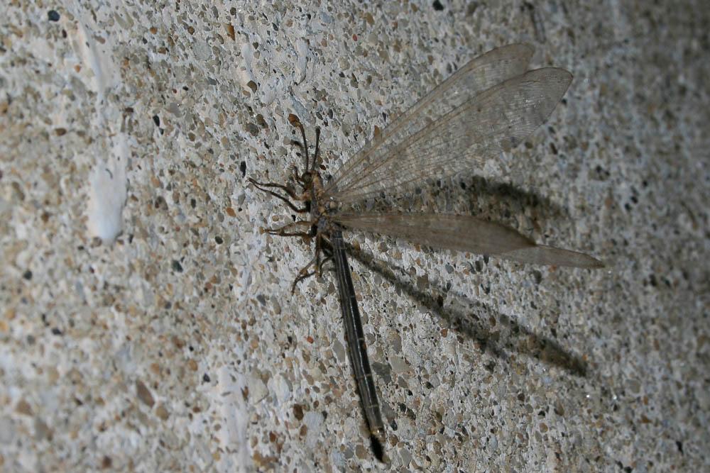  Creoleon lugdunensis (Villers, 1789)