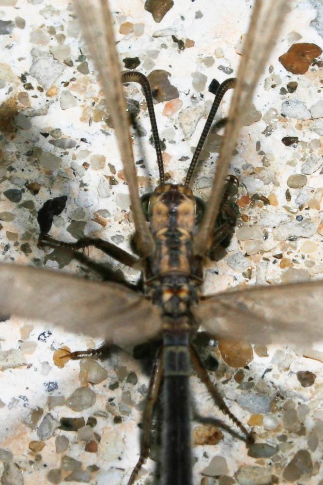  Creoleon lugdunensis (Villers, 1789)