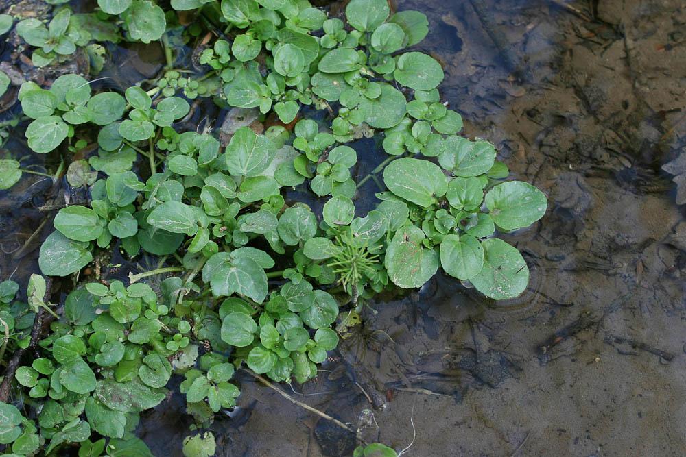 Cresson des fontaines Nasturtium officinale W.T.Aiton, 1812