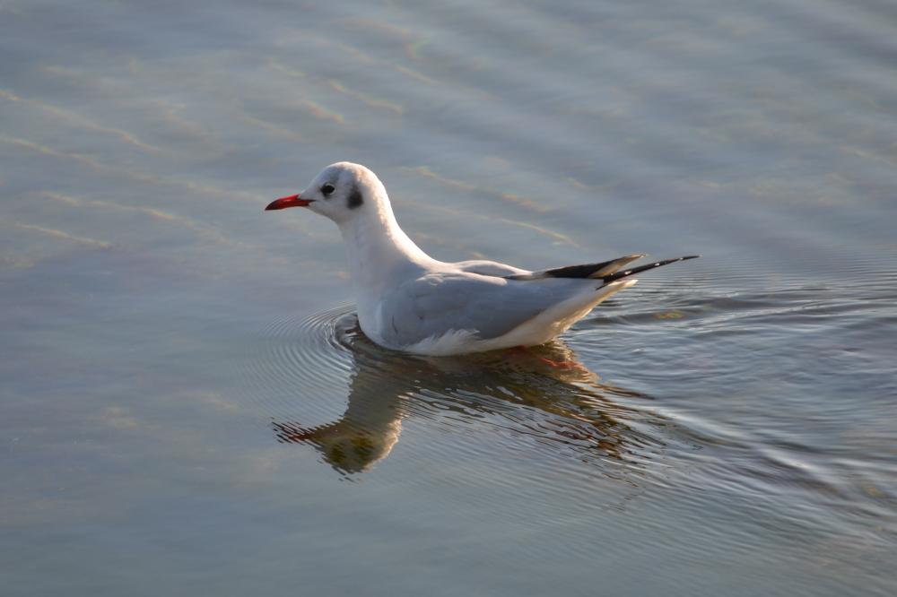 Mouette rieuse Chroicocephalus ridibundus (Linnaeus, 1766)