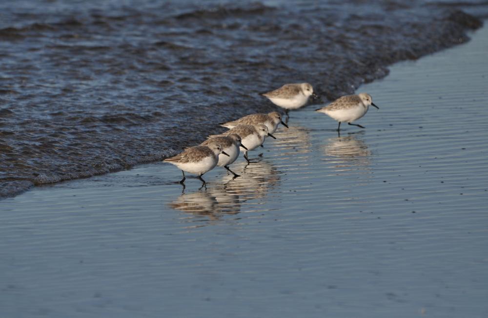 Bécasseau sanderling Calidris alba (Pallas, 1764)