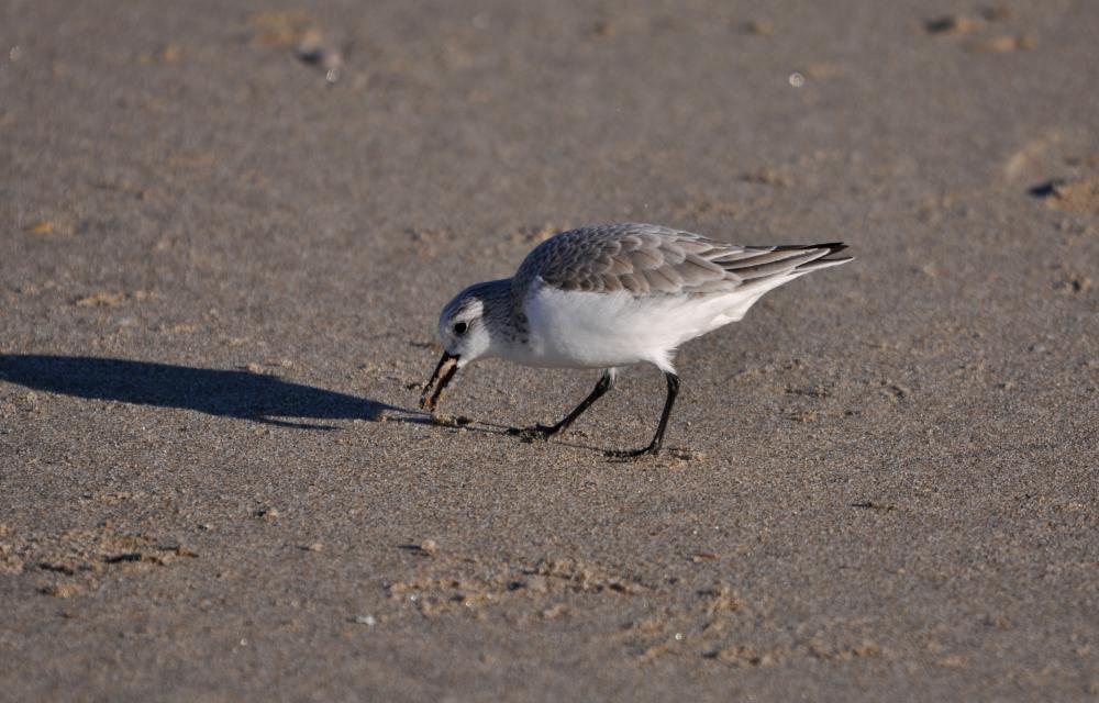 Bécasseau sanderling Calidris alba (Pallas, 1764)