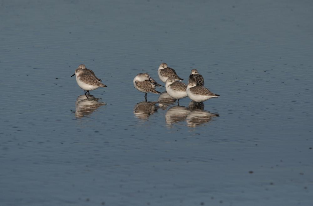 Bécasseau sanderling Calidris alba (Pallas, 1764)