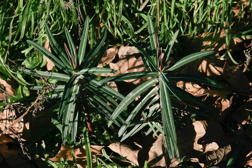 Euphorbe épurge, Euphorbe des jardins Euphorbia lathyris L., 1753